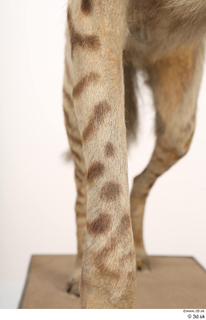 Striped Hyena Hyaena hyaena leg 0022.jpg